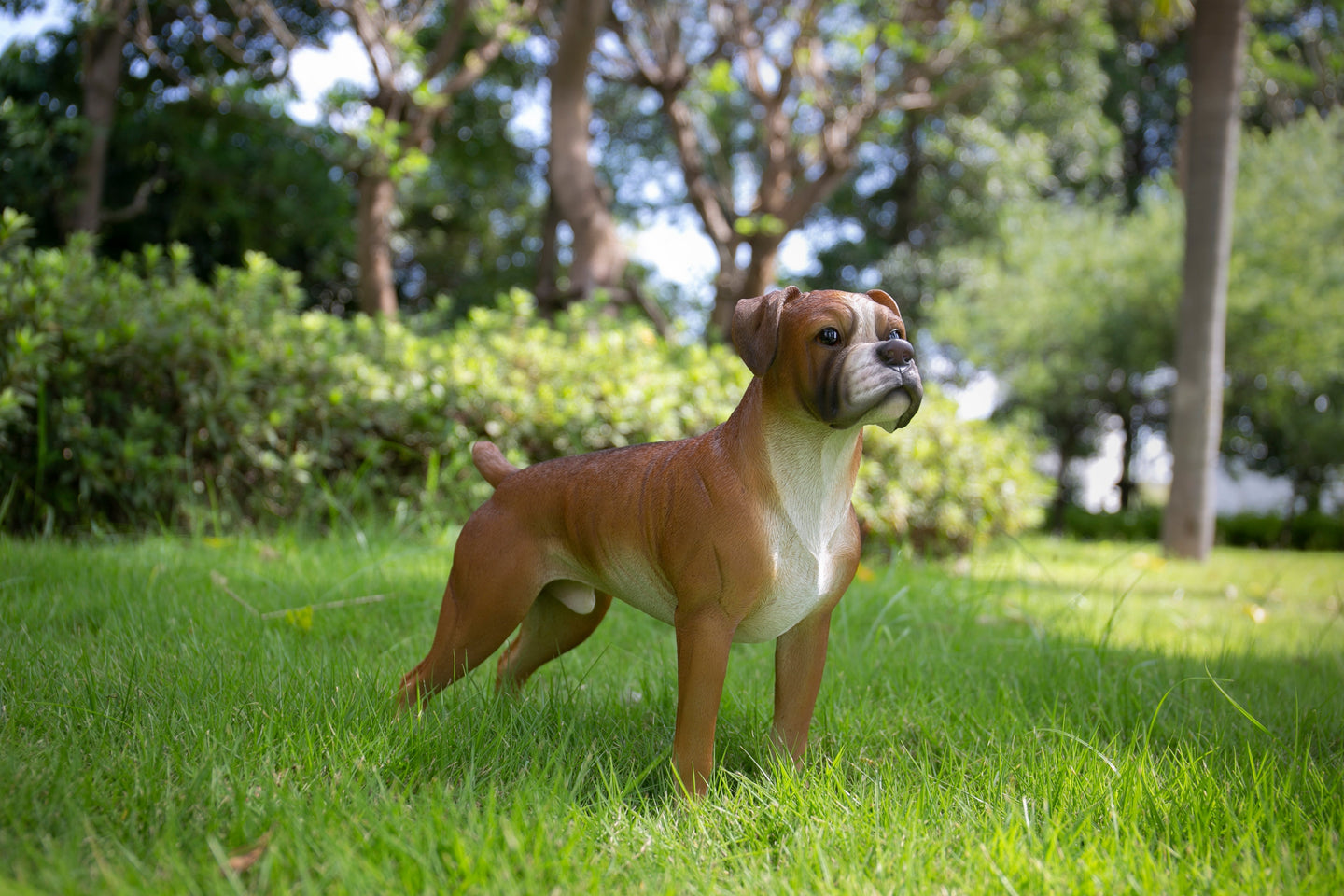 87748-A - Boxer Dog Standing