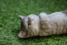 Load image into Gallery viewer, 87757-W - Sleeping Cat - Grey
