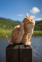 Load image into Gallery viewer, Yellow Cat Scratching Ear
