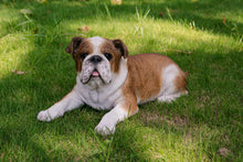 Load image into Gallery viewer, Lying Bulldog
