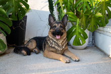 Load image into Gallery viewer, Lying German Shepherd

