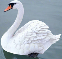 Load image into Gallery viewer, Title

