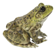 Load image into Gallery viewer, 87822-B - American Bullfrog
