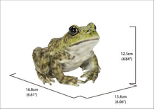Load image into Gallery viewer, 87822-B - American Bullfrog
