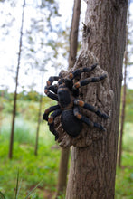 Load image into Gallery viewer, Tarantula
