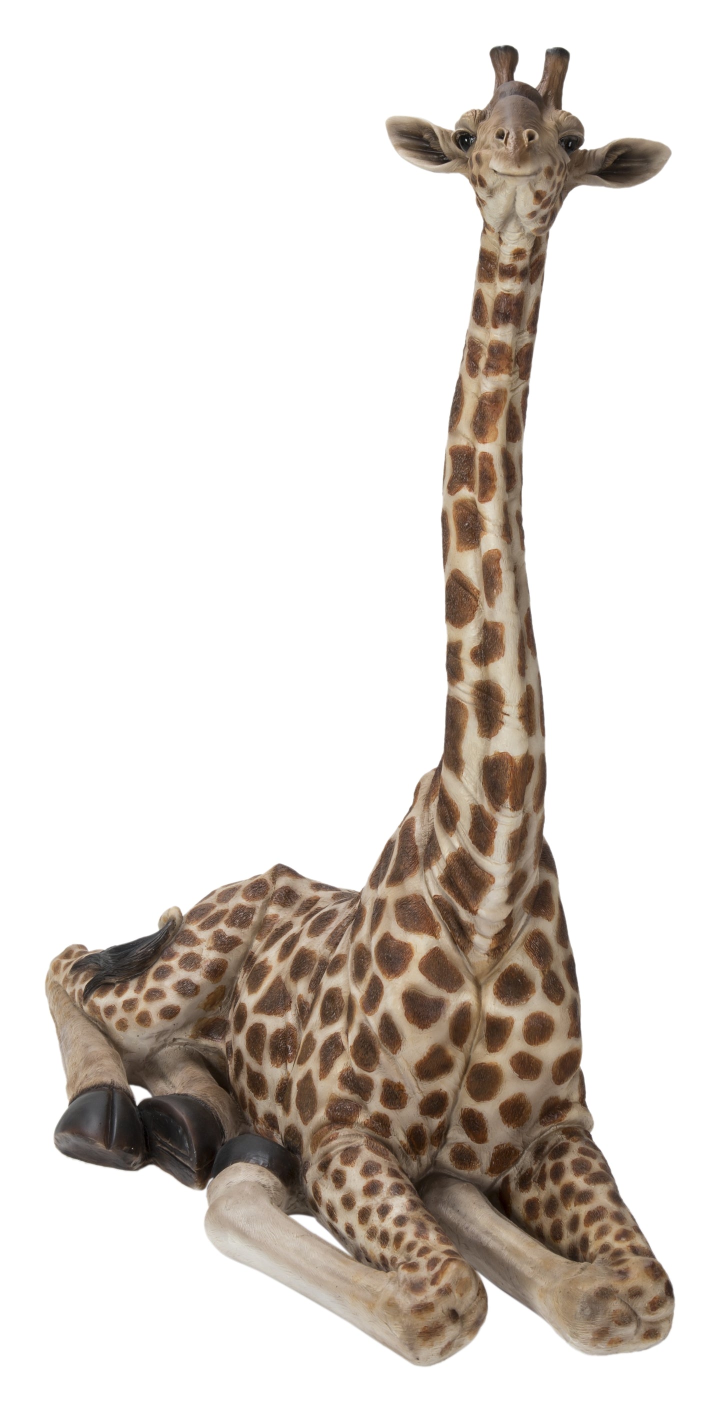 Baby Giraffe Lying