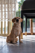 Load image into Gallery viewer, Sitting Brown Labrador
