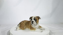 Load and play video in Gallery viewer, 87764-A - Lying Bulldog Pup
